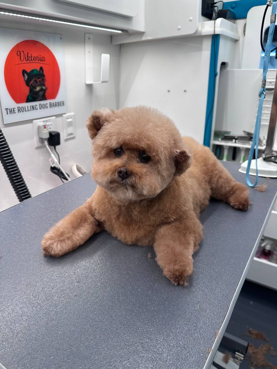 Teddy Bear