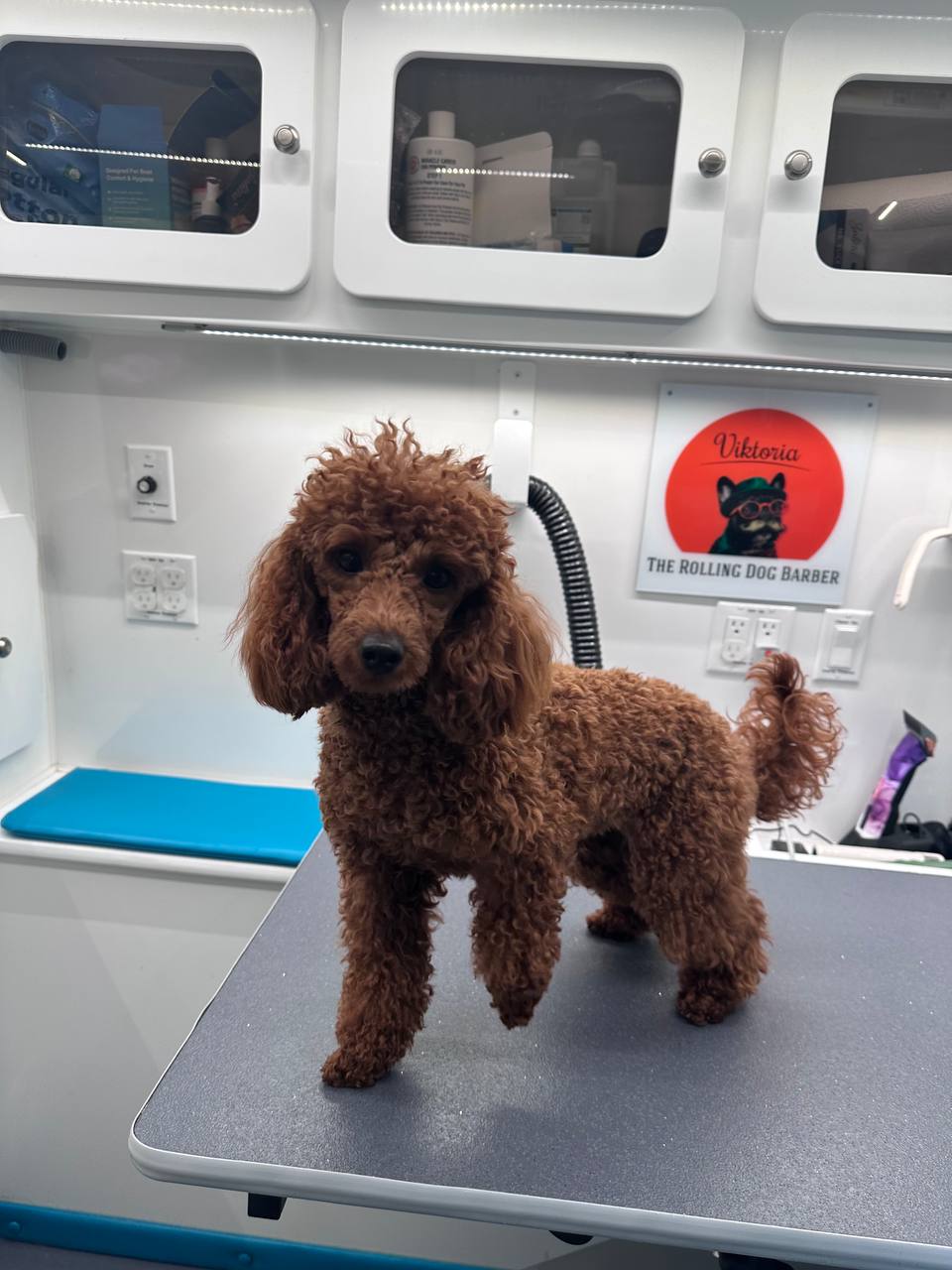 Before Grooming