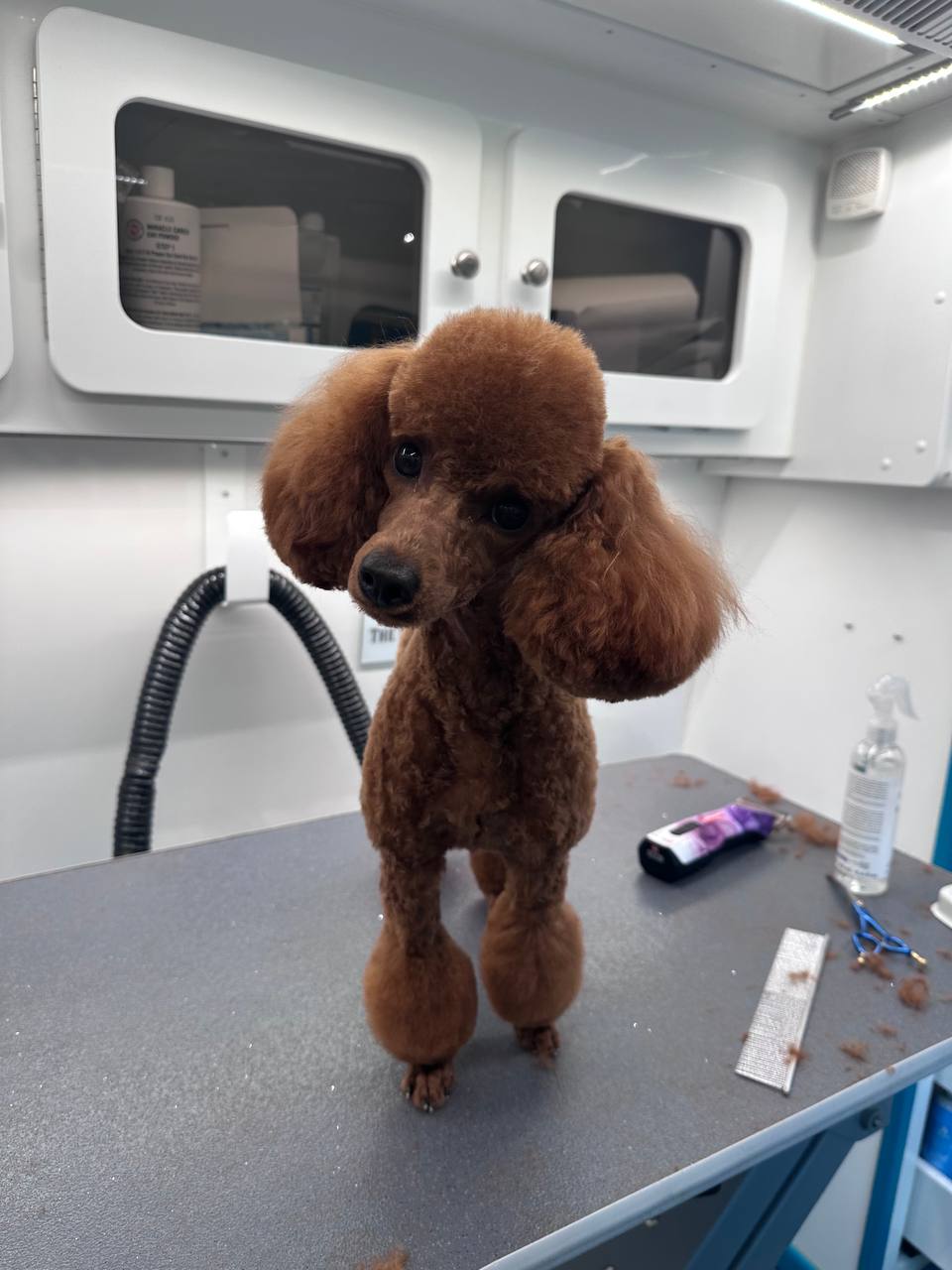 After Grooming