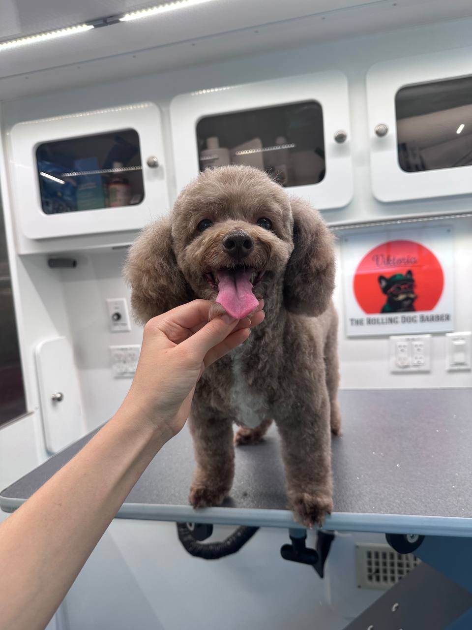 Teddy Poodle