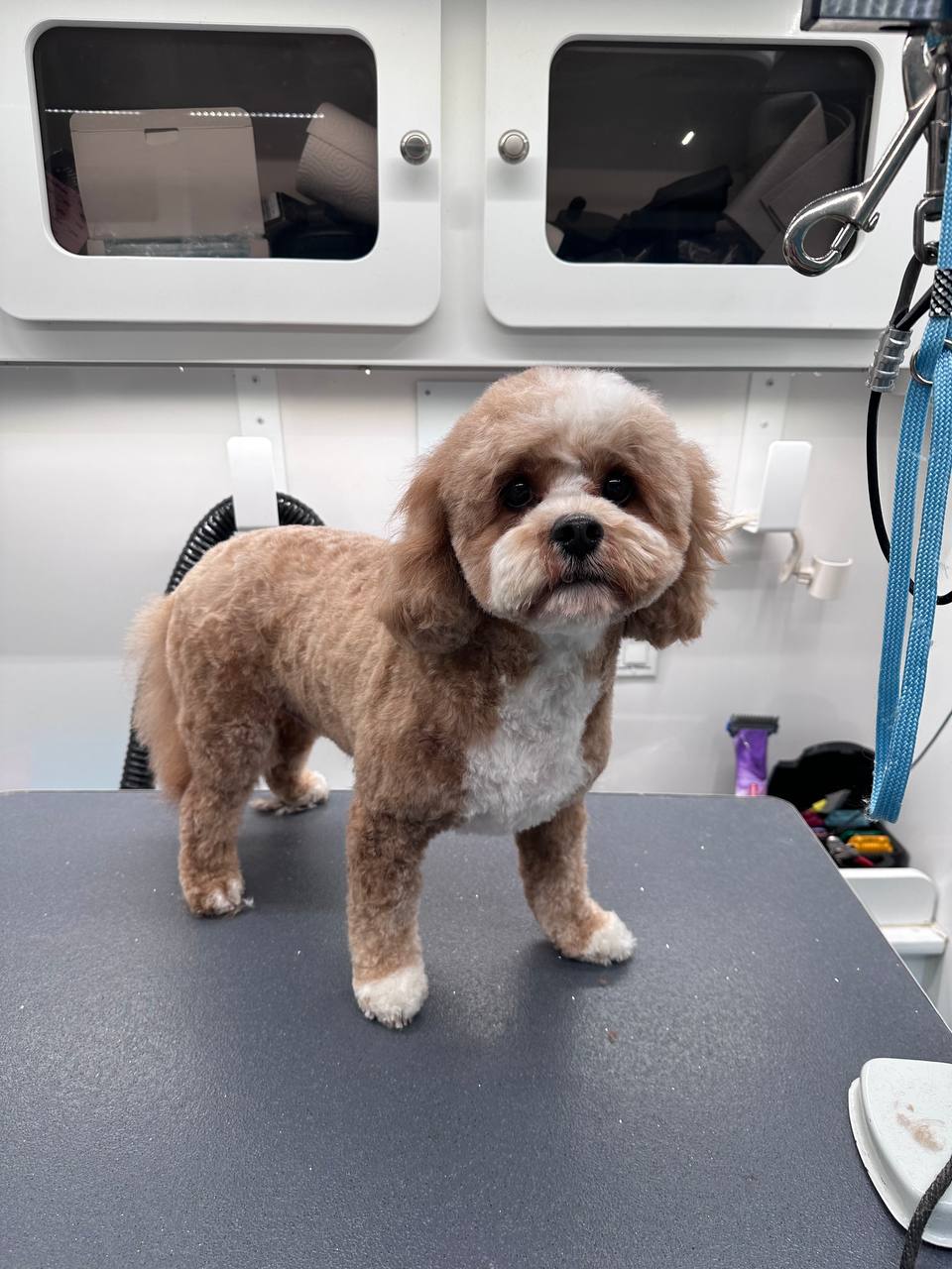 Maltese Mix